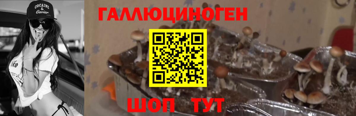 Коряжма  Псилоцибиновые грибы Psilocybine cubensis  Галлюциногенные грибы мицелий  Вход с VPN 